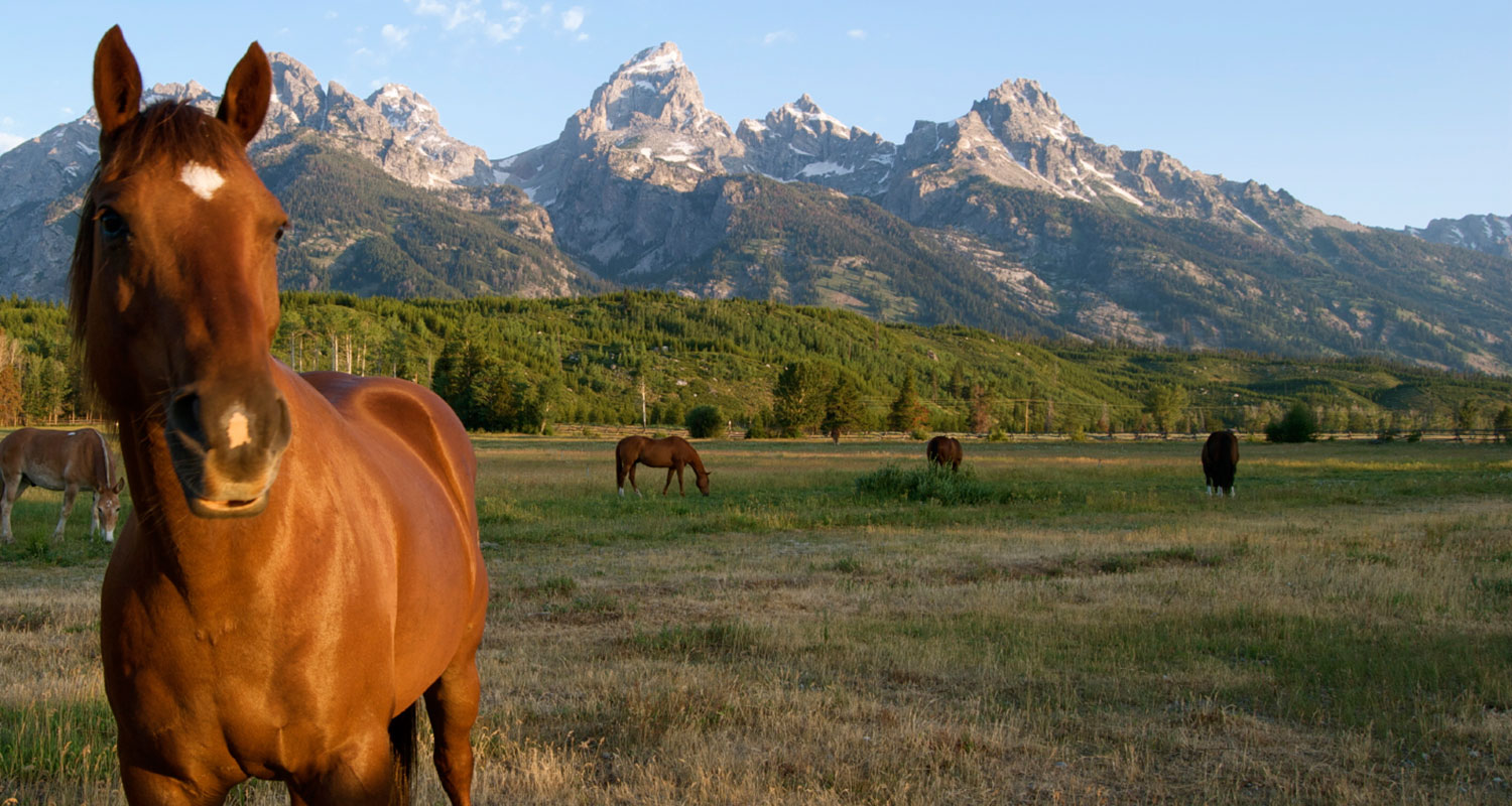 Jackson Hole